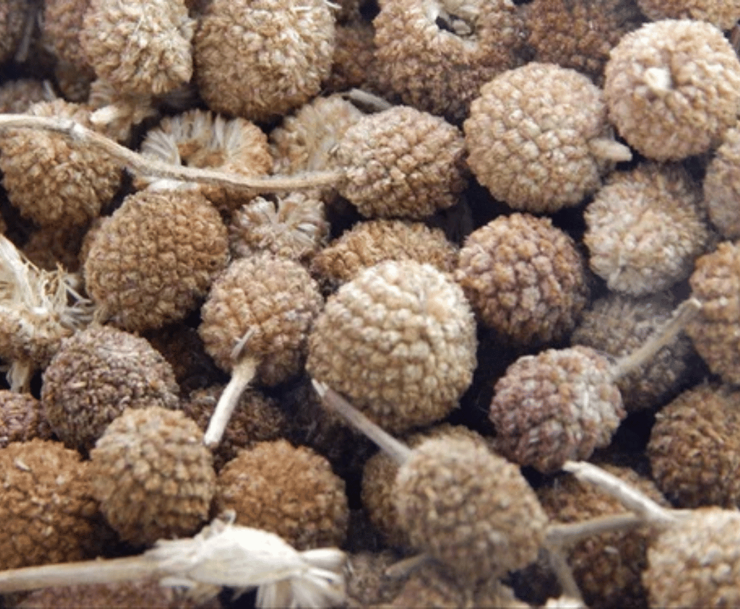 Brown Gorakhmundi Dry Extract